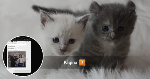 Joven donó más dinero por error a un refugio para ayudar a un gatito: respuesta lo dejó sin palabras