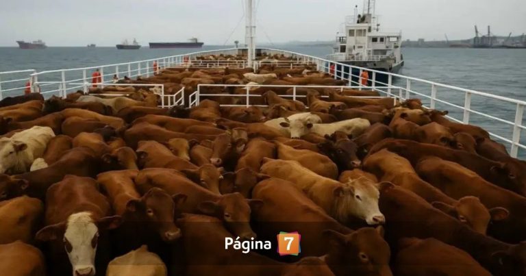 Barco uruguayo con casi 3.000 vacas quedó varado en Turquía: ¿qué pasará con los animales?