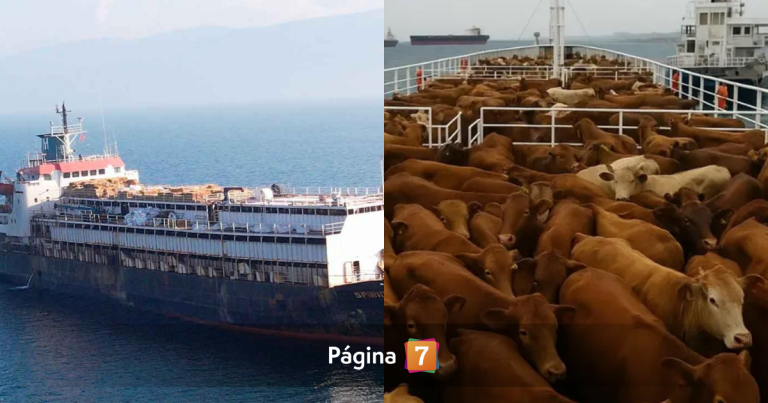 ¿Qué pasó con las 3.000 vacas uruguayas? Este fue su destino tras quedar varadas en Turquía