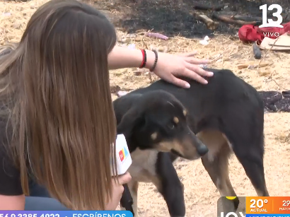 Animales quedaron damnificados tras incendio en Melipilla: perros y gatos bebés en las cenizas