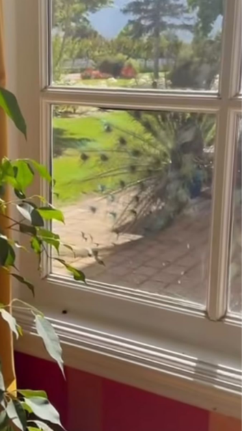 Benjamín Vicuña y su exclusiva casa en Chile