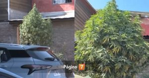 Insólito hallazgo en San Bernardo: Carabineros descubrió árbol navideño de marihuana en plena calle