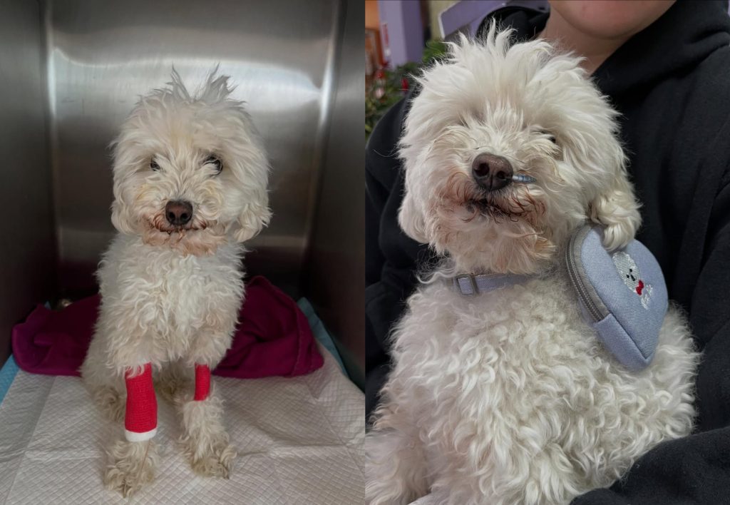 
Piden ayuda para Blanca, la perrita del viral "Sácala de ahí, se está quemando": enfrenta grave condición