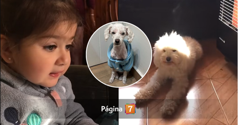 Piden ayuda para Blanca, la perrita del viral 