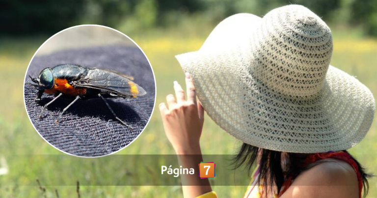 ¿Los coliguachos te persiguen?: por qué aparecen en verano y el color que deberías evitar