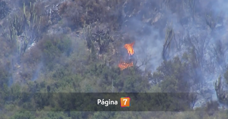 Incendio en Pichidegua se reactivó: está a 400 metros de población