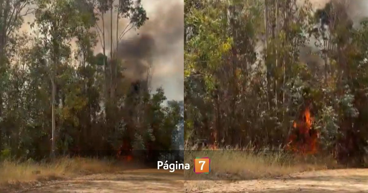 Alerta Roja en O'Higgins por incendio forestal en Paredones
