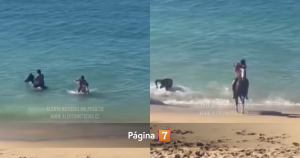 Acusan a hombres de maltrato animal en Valparaíso: golpearon y obligaron a caballos a entrar al mar