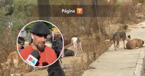 Mujer de 65 años fue atacada por jauría de perros en Valparaíso: su hijo entregó crudo relato