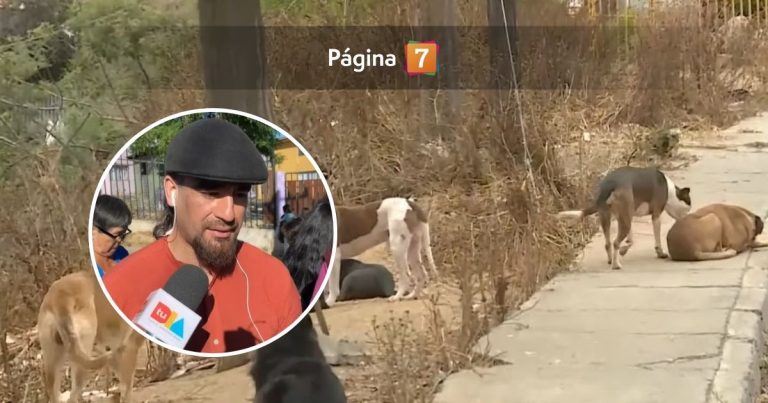 Mujer de 65 años fue atacada por jauría de perros en Valparaíso: su hijo entregó crudo relato