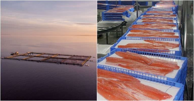 The Guardian cuestiona al salmón chileno: “No se imaginan cuánta sangre humana lleva