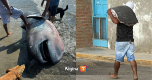 “Lo hicieron ceviche”: tiburón 