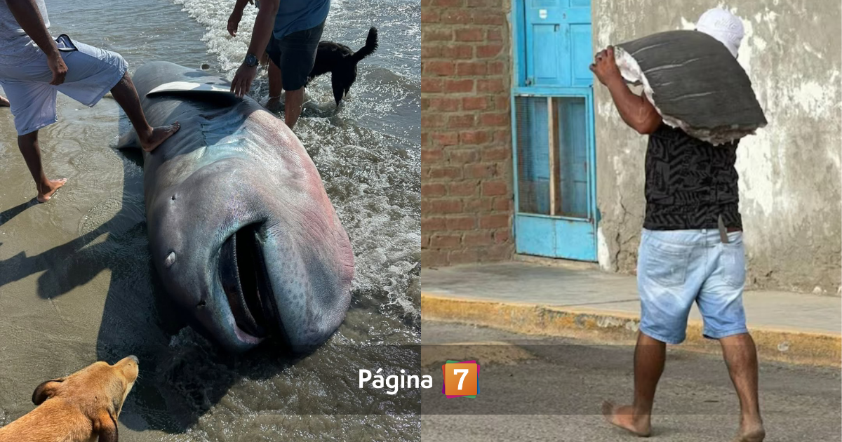 “Lo hicieron ceviche”: tiburón "más raro del planeta" fue visto en Perú, pero terminó fileteado