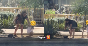 Video de patito bebé sustraído en Mall Plaza Oeste encendió las redes: exigen su devolución