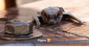 Confirman murciélago con rabia en Los Andes y anuncian vacunación de emergencia en sector céntrico