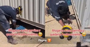 Indignación por macabro caso de trabajador que ahogó a cachorros en minera de Tierra Amarilla