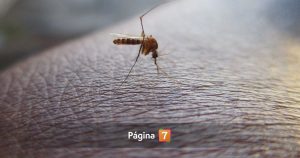 Minsal decreta alerta sanitaria de Arica a Los Lagos por mosquito que transmite dengue
