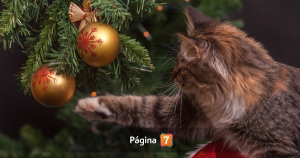 ¿Cuándo se desarma el árbol de Navidad? Estas son las fechas según la tradición cristiana