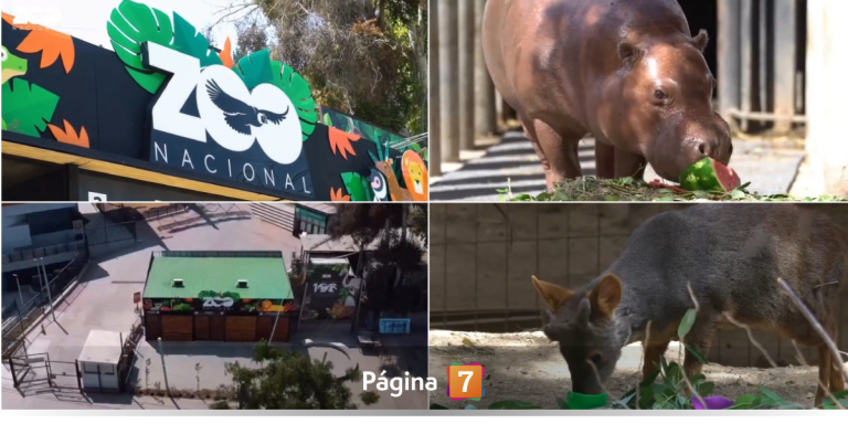 Zoológico Nacional reabre con entrada gratuita por sus 100 años: así puedes acceder