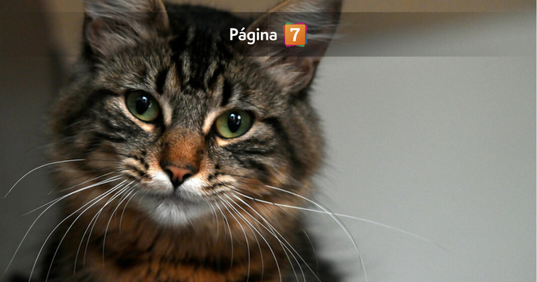 Alerta por virus mortal que amenaza a gatos: qué es la panleucopenia y por qué la comparan con COVID