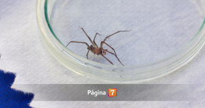 ¿Qué hacer si me muerde una araña de rincón? Aprende a prevenir e identificarla este verano