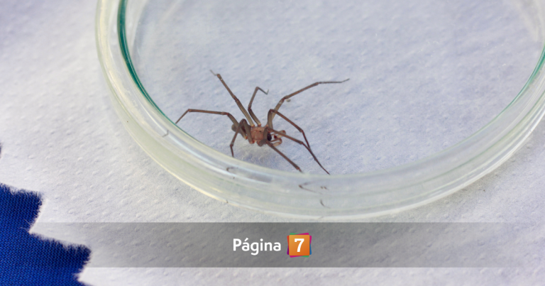 ¿Qué hacer si me muerde una araña de rincón? Aprende a prevenir e identificarla este verano