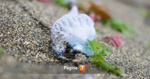 ¿Qué hacer si veo una fragata portuguesa?: especie ya apareció en las playas chilenas.