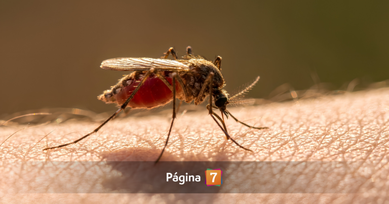 Zancudos bajo la lupa: por qué pican, cómo evitarlos y cuándo la picadura puede ser peligrosa
