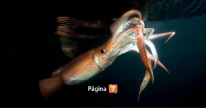 Alertan por más de 500 buques chinos que capturan jibia frente al límite marítimo chileno