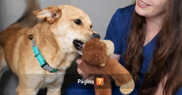 La conmovedora historia de Hachi: el perro que esperó a su difunto amo en Cesfam de La Serena