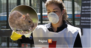 Detectan primer caso de hanta en Ñuble en 2026: joven de 21 años se encuentra en estado de riesgo