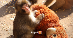 PETA alzó la voz ante cautiverio de Punch, el tierno macaco japonés que se tomó las redes
