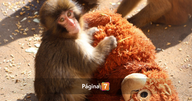 PETA alzó la voz ante cautiverio de Punch, el tierno macaco japonés que se tomó las redes