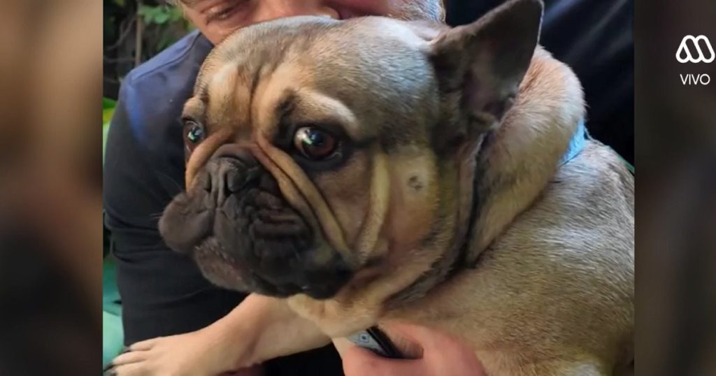 Perrito Frodo de José Antonio Neme está grave de salud