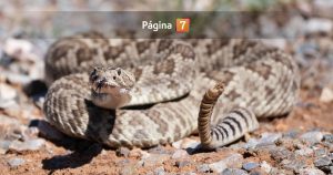 Alerta por presencia de serpiente de cascabel en San Antonio: SAG no logró encontrar al ejemplar