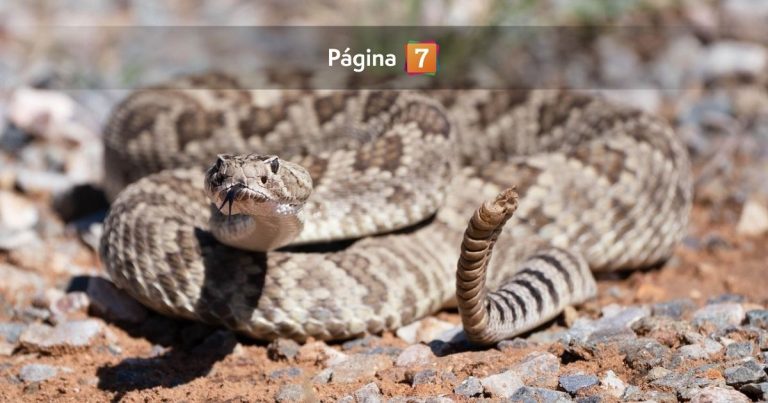 Alerta por presencia de serpiente de cascabel en San Antonio: SAG no logró encontrar al ejemplar