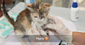 Falso veterinario atendía mascotas de damnificados en Tomé: PDI lo detuvo