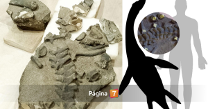 Descubren la primera especie de plesiosaurio hallada en el país: habitó el ahora Desierto de Atacama