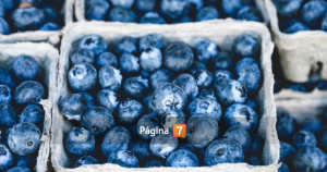 Grupo chileno invertirá US$60 millones en cultivo de arándanos en el norte de Perú