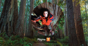 La increíble historia de Julia Hill: vivió 738 días en un árbol para salvar una secuoya milenaria