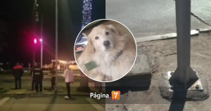 Perrito murió electrocutado por poste de luz en Viña del Mar