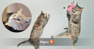 Científicos destapan el misterio de cómo los gatos caen de pie