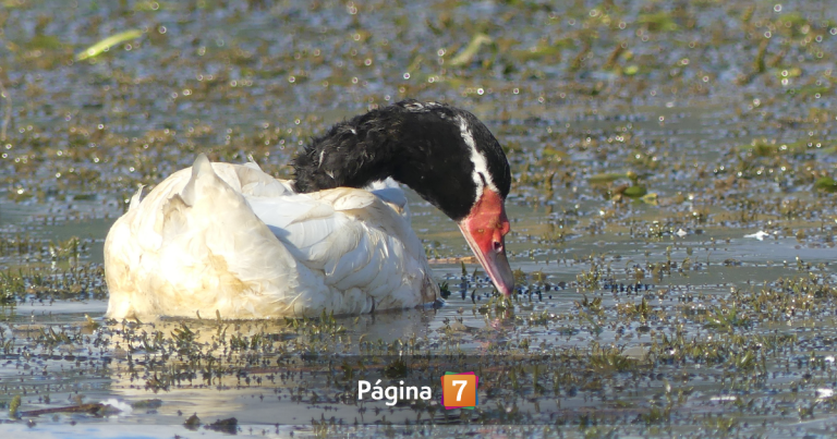 Confirman propagación de gripe aviar en aves de Valparaíso: ¿qué hacer para evitar contagio?