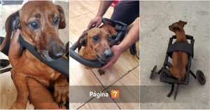 Perrito salchicha volvió a correr: recibió nuevo carrito de arrastre tras incendios en Penco