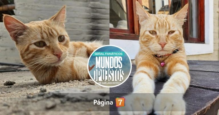 ¿Quién se quedó con el Russo? Revelan el destino que tuvo querido gato de Mundos Opuestos