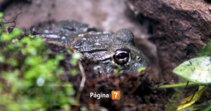 Reingresan decreto y Contraloría aprueba protección de la ranita de Darwin