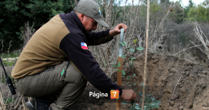 Conaf entrega plantas de manera gratuita: ¿cómo acceder y quiénes pueden solicitarlo?