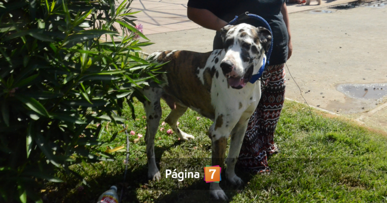 Reportan retiro de nuevo reglamento de la 'Ley Cholito': generó alerta en organizaciones animalistas