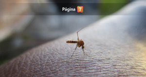 ¿Por qué los zancudos pican más a ciertas personas? Esto es lo que los atrae, según la ciencia