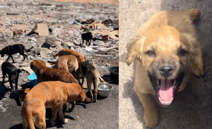 Impactante realidad en Atacama: más de 100 perros sobreviven abandonados en basural clandestino
